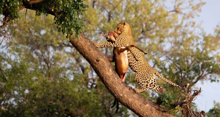 Buhala Lodge in Kruger National Park