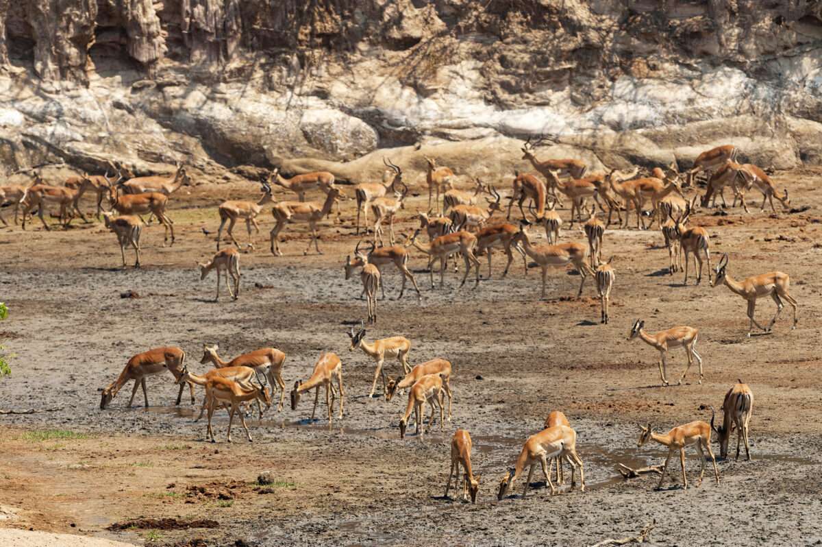 Camp Chitake in Mana Pools, Zimbabwe