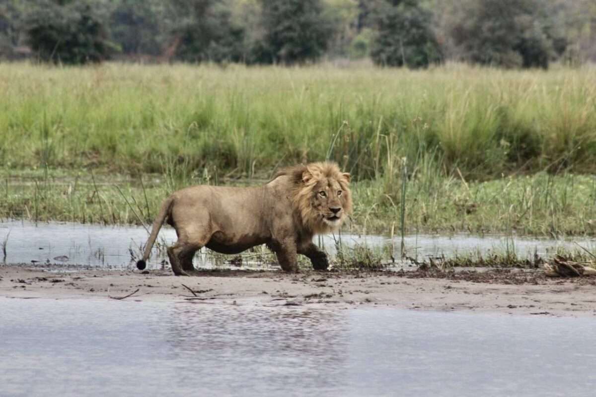 Chitembe River Lodge - Jackalbarry Camp in Mana Pools