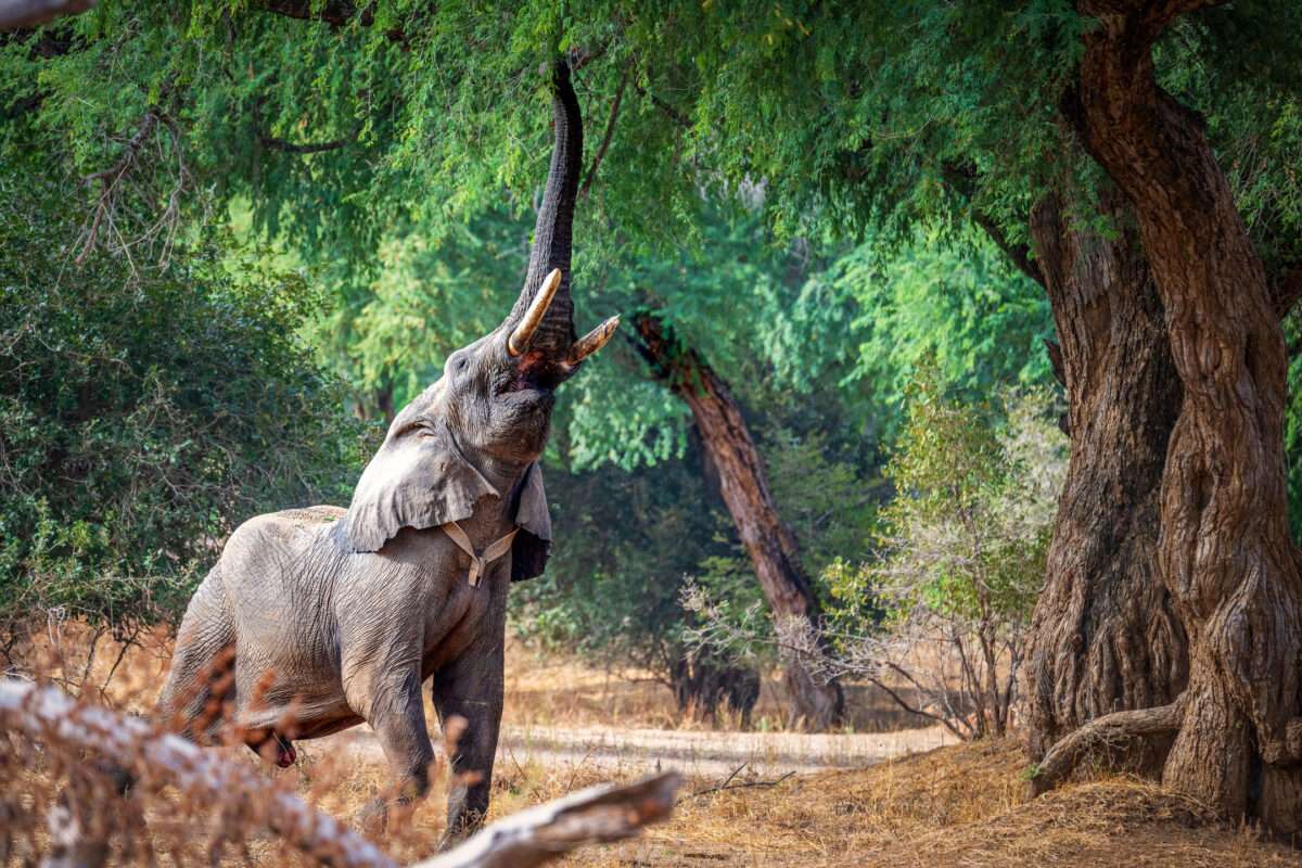 Chitembe River Lodge - Jackalbarry Camp in Mana Pools