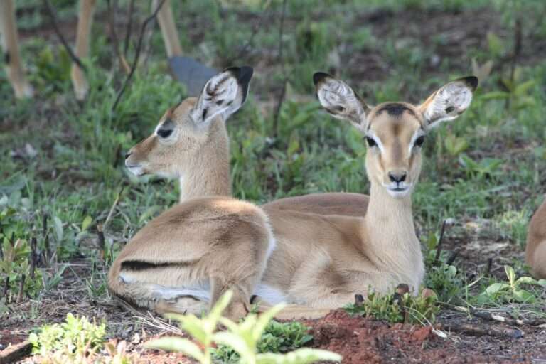 Mlilwane Wildlife Sanctuary Rest Camp in Eswatini
