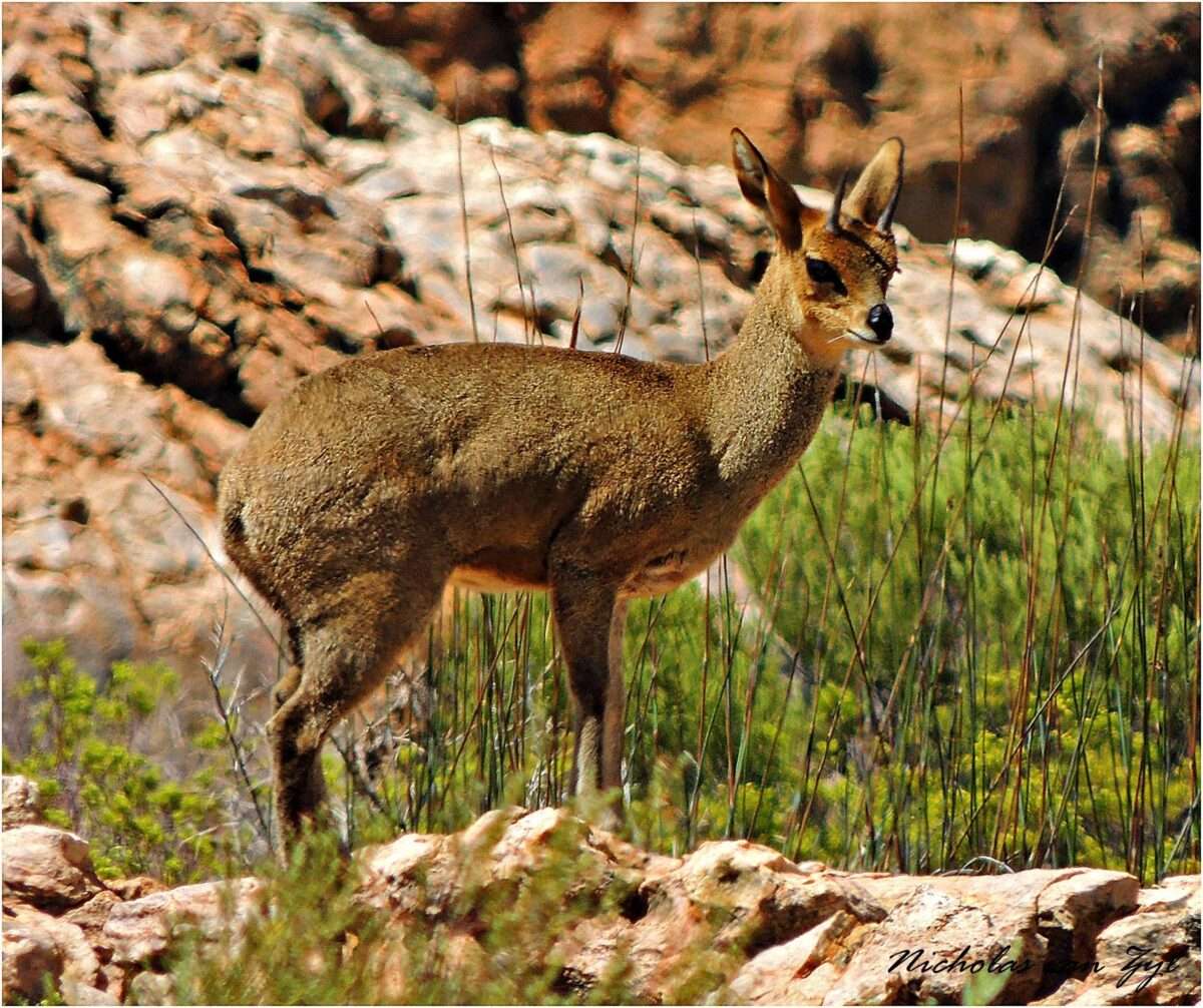 Kagga Kamma Nature Reserve near Cederberg