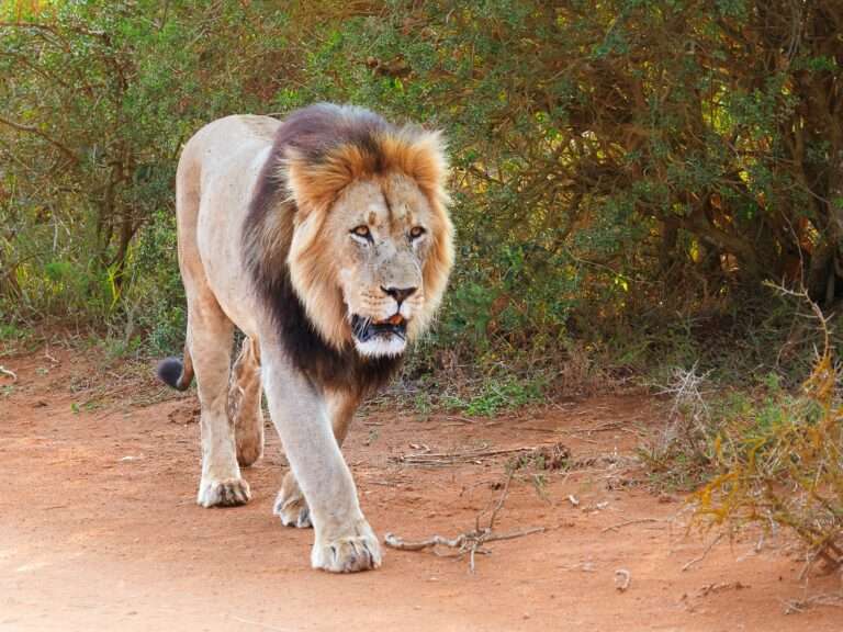 Addo Elephant National Park