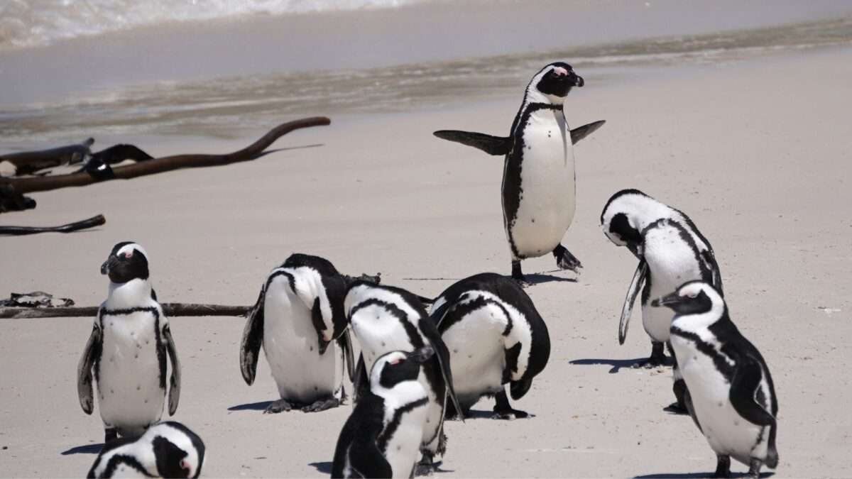 Boulders Beach Penguin Colony