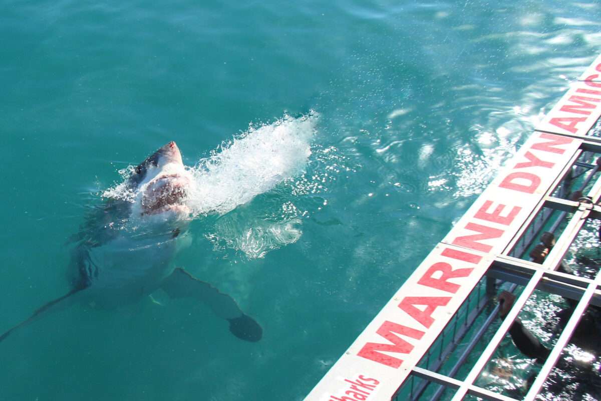 Marine Dynamic - Great White Shark Cage Diving