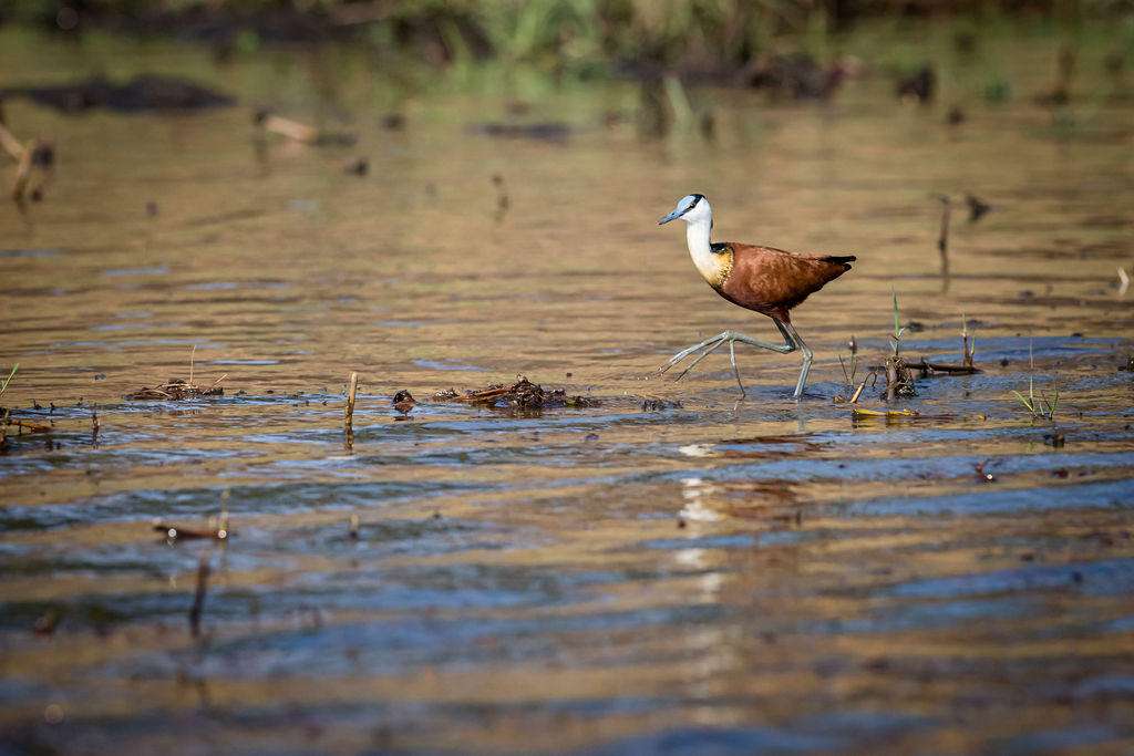 Birds at Matetsi Victoria Falls in Zimbabwe