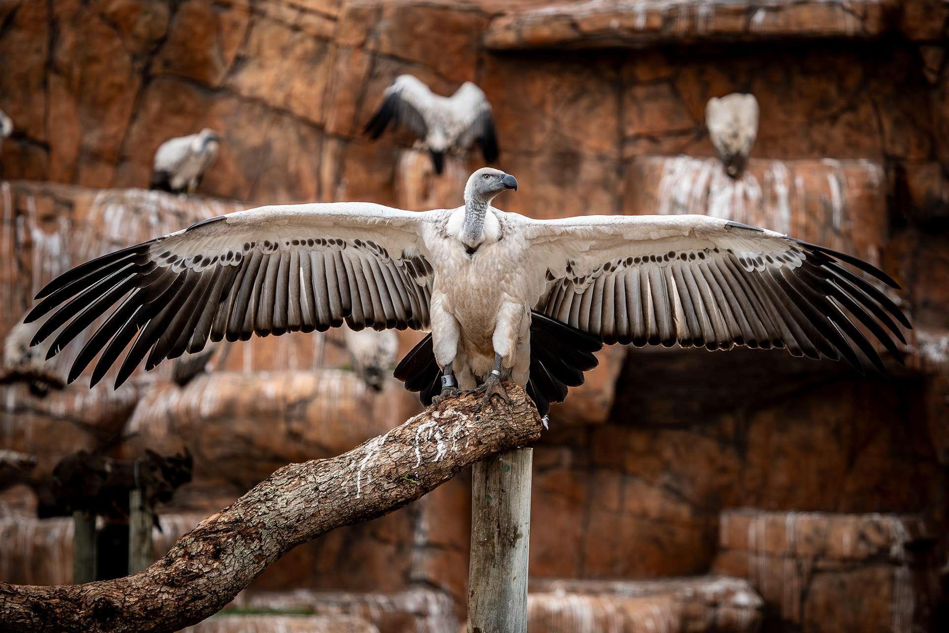 Shamwari Vulture Project