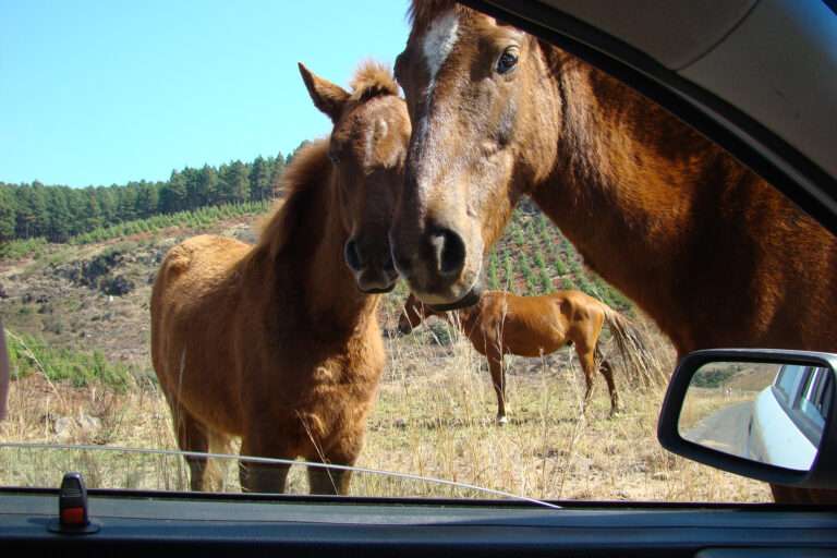 Wild Horses of Kaapsehoop in Mpumalanga