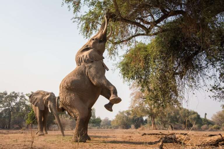 Wilderness Chikwenya in Mana Pools, Zimbabwe